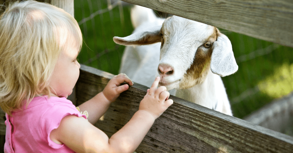 Toddler girl petting a goat at a farm